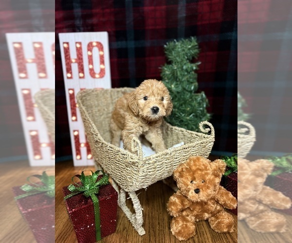 Medium Photo #3 Goldendoodle Puppy For Sale in OXFORD, GA, USA