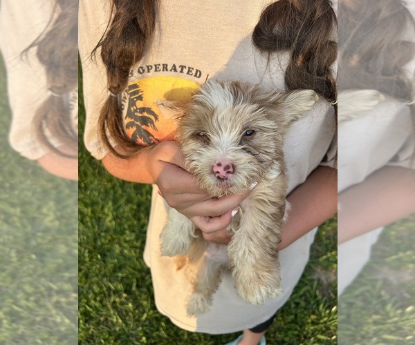 Medium Photo #1 Yorkshire Terrier Puppy For Sale in BUSH, LA, USA