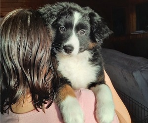 Miniature American Shepherd Puppy for sale in LUCK, WI, USA