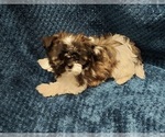 Puppy 3 Shih Tzu