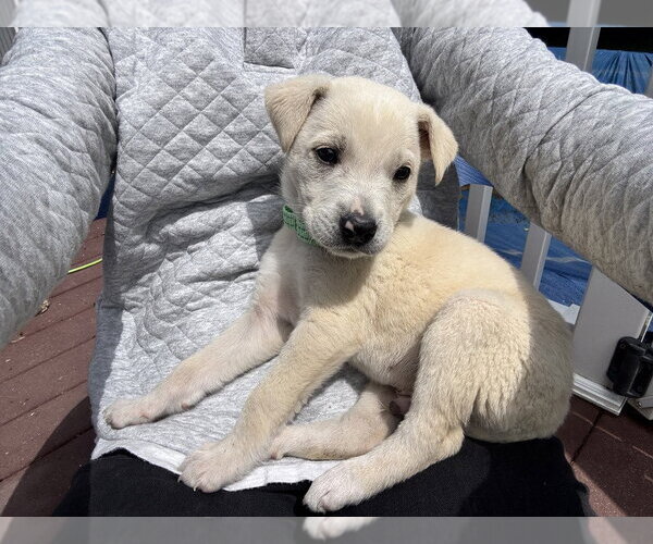 Medium Photo #2 Labrador Retriever-Unknown Mix Puppy For Sale in Brewster, NY, USA