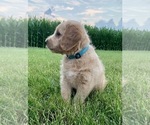 Small Photo #2 Miniature Labradoodle Puppy For Sale in KOKOMO, IN, USA