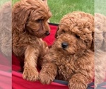 Small #8 Goldendoodle (Miniature)