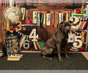 Mutt Dogs for adoption in Sanford, FL, USA
