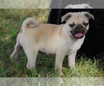Small Photo #18 Pug Puppy For Sale in HARTLY, DE, USA