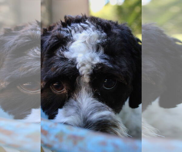 Medium Photo #6 Shih-Poo Puppy For Sale in St. Cloud, MN, USA