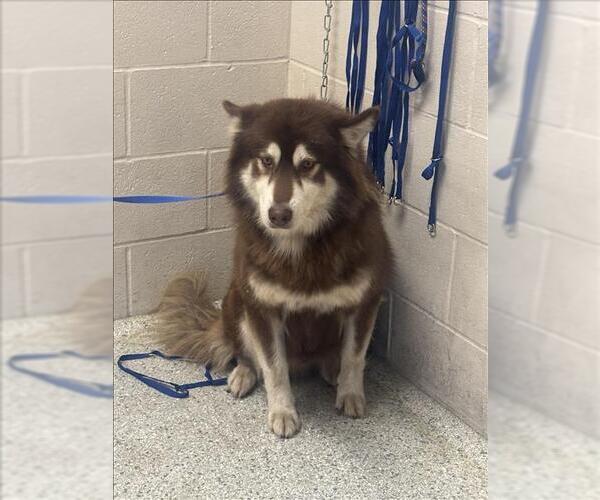 Medium Photo #1 Siberian Husky-Unknown Mix Puppy For Sale in Conroe, TX, USA