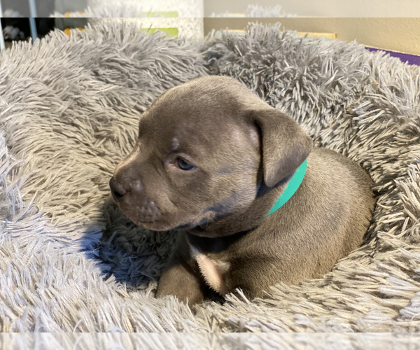 Medium Photo #8 American Bully Puppy For Sale in OVERLAND, KS, USA