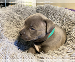 Small Photo #8 American Bully Puppy For Sale in OVERLAND, KS, USA