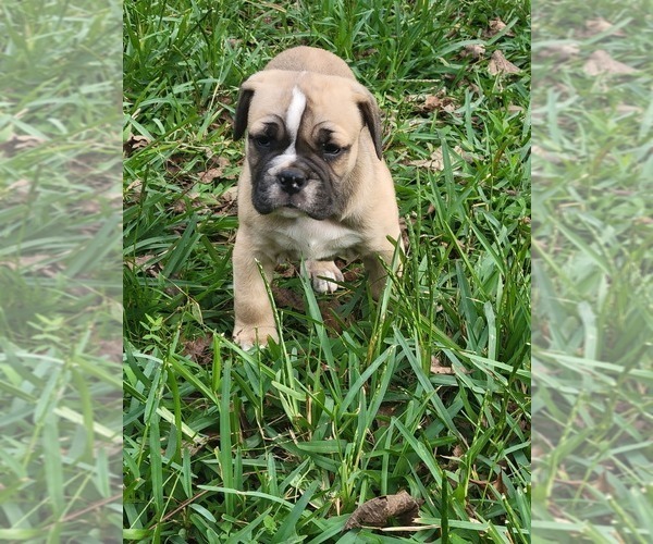 Medium Photo #1 American Bulldog-English Bulldog Mix Puppy For Sale in DAPHNE, AL, USA