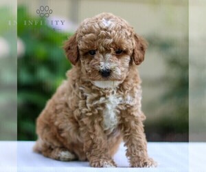 Goldendoodle Puppy for sale in NARVON, PA, USA