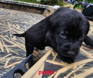 Labrador Retriever Puppy for sale in NEKOOSA, WI, USA
