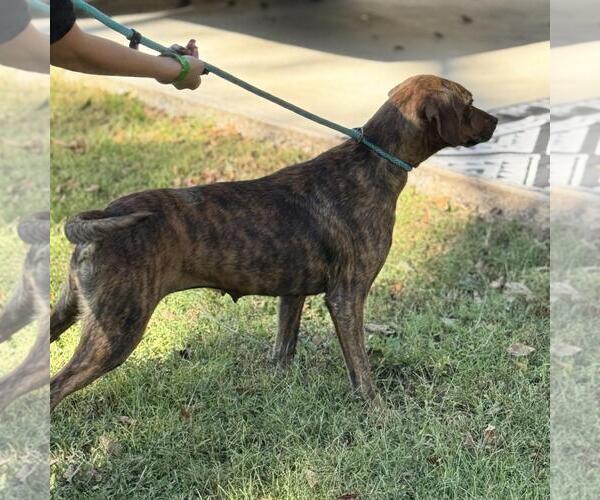 Medium Photo #3 Plott Hound-Unknown Mix Puppy For Sale in Yardley, PA, USA