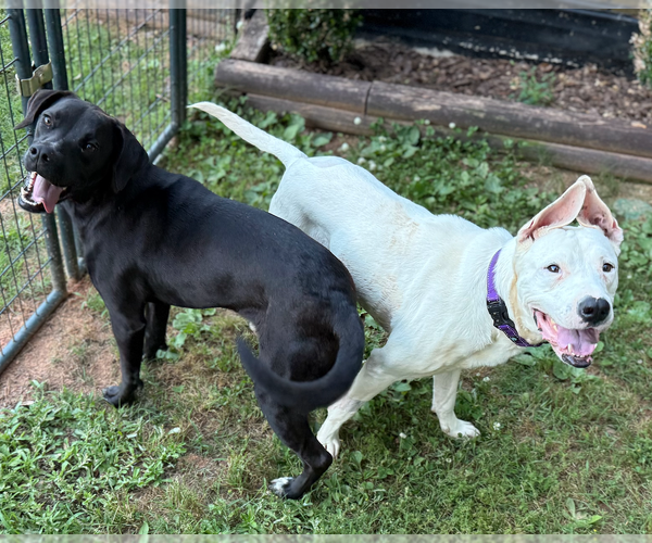 Medium Photo #2 Mutt Puppy For Sale in Decatur, GA, USA