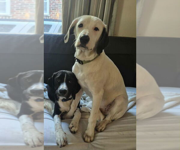 Medium Photo #6 English Springer Spaniel-Pointer Mix Puppy For Sale in Aurora, IN, USA