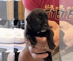 Small Photo #46 Cane Corso Puppy For Sale in REEVESVILLE, SC, USA
