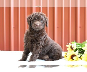 Labradoodle-Poodle (Miniature) Mix Puppy for sale in FREDERICKSBG, OH, USA