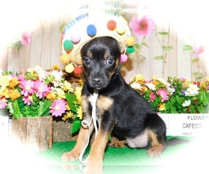 Miniature Pinscher-YorkiePoo Mix Puppy for sale in HAMMOND, IN, USA