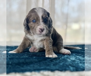 Miniature Australian Shepherd-Miniature Bernedoodle Mix Puppy for Sale in BLUE SPRINGS, Missouri USA