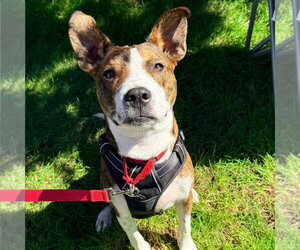Kirby - Male Basenji-Unknown Mix Dog for Adoption - Photo #15
