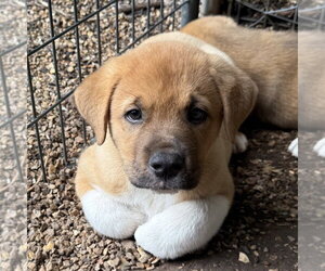 Great Pyrenees-Mastiff Mix Dogs for adoption in Bolivar, MO, USA