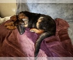 Small #6 German Shepherd Dog