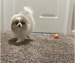 Small Photo #12 Pomeranian Puppy For Sale in VACAVILLE, CA, USA