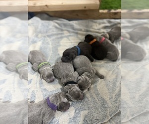 Labrador Retriever Litter for sale in EUGENE, OR, USA