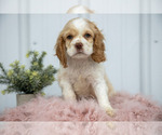 Small #1 Cocker Spaniel