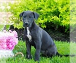 Small #2 Great Dane