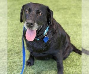 Tasha - Female Labrador Retriever Dog for Adoption - Photo #6