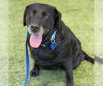 Small #5 Labrador Retriever