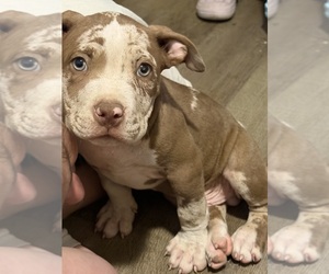 American Bully Puppy for sale in NIXA, MO, USA