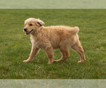 Small Photo #7 Golden Retriever Puppy For Sale in WOLCOTTVILLE, IN, USA