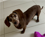 Jinx - Female Dachshund Dog for Adoption - Small photo