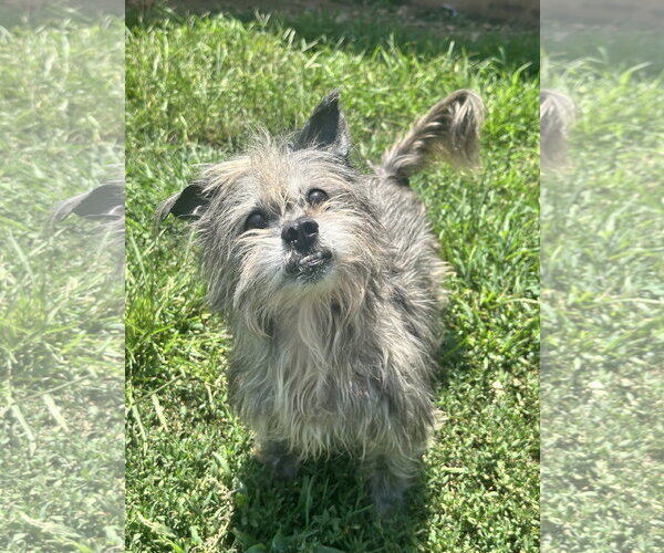 Medium Photo #2 Mutt Puppy For Sale in Pacolet, SC, USA