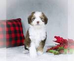 Small Photo #4 Bernedoodle-Poodle (Miniature) Mix Puppy For Sale in DALTON, OH, USA