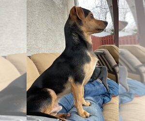 Chihuahua Dogs for adoption in St. Louis Park, MN, USA