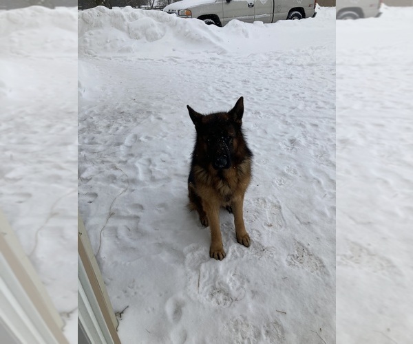 Medium Photo #1 German Shepherd Dog Puppy For Sale in ELGIN, IL, USA