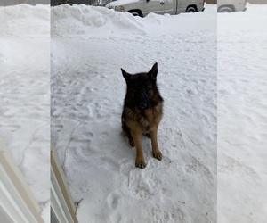 Father of the German Shepherd Dog puppies born on 05/17/2025