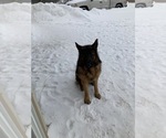 Small Photo #1 German Shepherd Dog Puppy For Sale in ELGIN, IL, USA