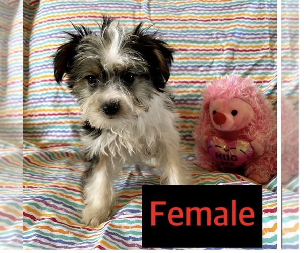 Medium Photo #2 Yorkshire Terrier Puppy For Sale in AMSTERDAM, MO, USA