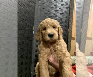 Goldendoodle Puppy for sale in WISC RAPIDS, WI, USA
