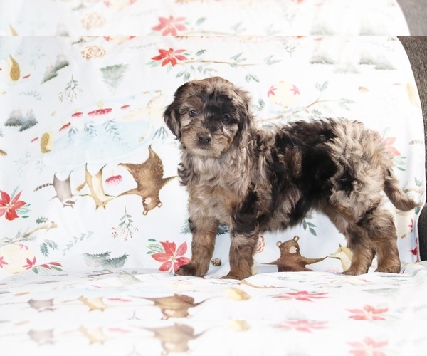 Medium Photo #1 Aussiedoodle Puppy For Sale in UNION CITY, TN, USA
