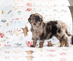 Small Photo #1 Aussiedoodle Puppy For Sale in UNION CITY, TN, USA