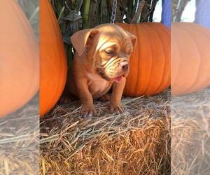 American Bully Puppy for sale in DOS PALOS, CA, USA