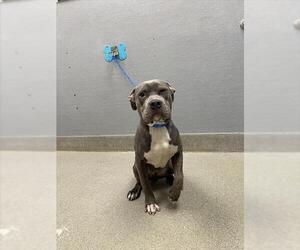 Medium American Pit Bull Terrier Mix
