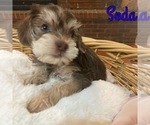 Puppy Soda Cock-A-Poo-Yorkshire Terrier Mix