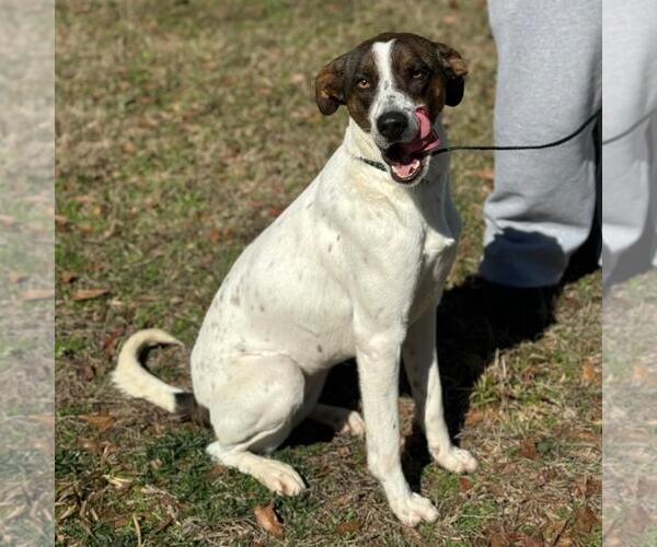 Medium Photo #2 German Shorthaired Pointer-Unknown Mix Puppy For Sale in Yardley, PA, USA
