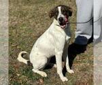 Small #1 German Shorthaired Pointer Mix